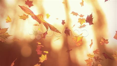 Falling Autumn Leaves Looped 3d Animation Stock Footageleaves