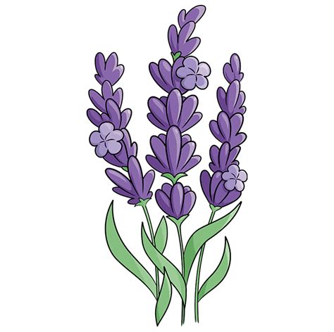 How to Draw Lavender - Really Easy Drawing Tutorial