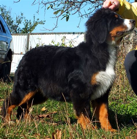 33 Bernese Mountain Dog Rescue Maryland Picture Bleumoonproductions