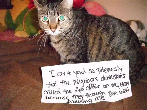I'm here to make sure you. 20 Of The Most Hilarious Cat Shaming Signs