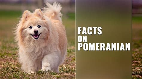 Pomeranian Dog Breed Information And Cute Names Petmoo