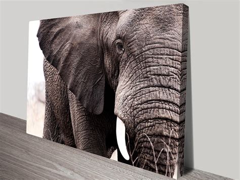 Buy Beautiful Elephant Canvas Print Ashgrove Brisbane Australia