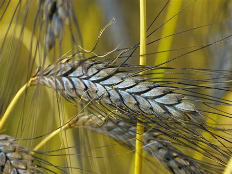 Free Download Hd Wallpaper Closeup Photography Of Rice Grain Urkorn