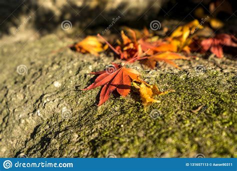 Autumn Fall Leaves On A Rock Stock Image Image Of Beauty Asian