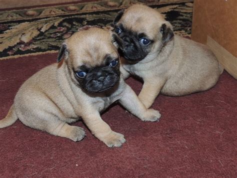 Chihuahua pig puppies, mom is full pug dad is full chihuahua delivery up to a certain distance in oregon is possible puppies will be black, fawn, black…. Pug, Pug puppies for sale in Oregon , dogs, Buy or For Sale, price