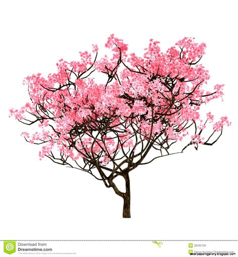 Cherry Blossom Tree Drawing Step By Step Wallpapers Gallery