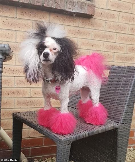Remove pet hair from… everything! Dog groomer who dyed her poodle pink is branded 'cruel ...
