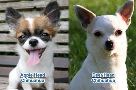 Apple Head Vs Deer Head Chihuahuas Key Differences With Pictures