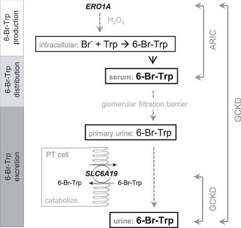 Proposed model of 6bromotryptophan metabolism based on the findings