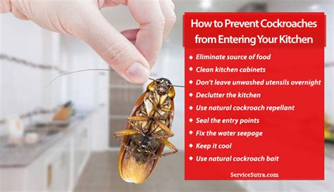How To Get Rid Of Roaches In Kitchen Sink Tutorial Pics