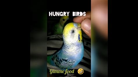 Budgies Parakeets Eating Seeds YouTube