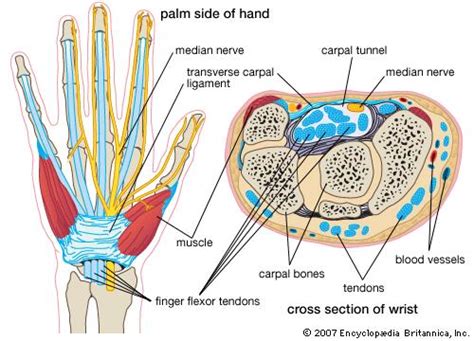 Patients commonly experience pain and paresthesia, and less commonly weakness, in the median nerve. Carpal tunnel syndrome | physiology | Britannica.com