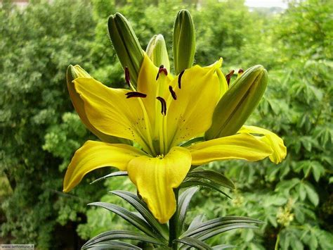 Trova immagini stock hd a tema fiori e milioni di altre foto, illustrazioni e contenuti vettoriali stock royalty free nella vasta raccolta di shutterstock. FOTO FIORI 3 PER SFONDI | Settemuse.it