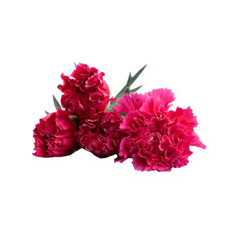 A Large Red Bright Carnation Carnation Flowers Red Png Transparent