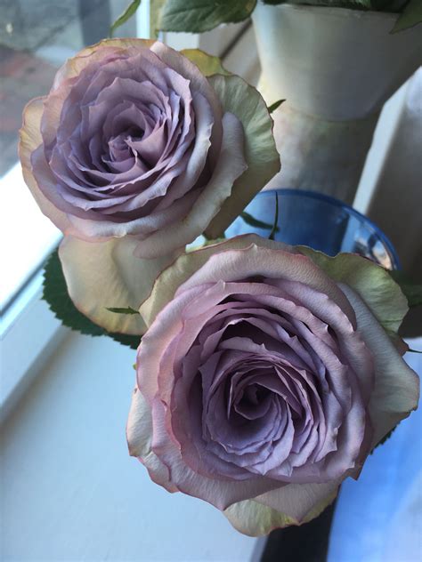 Check spelling or type a new query. Love this lilac coloured rose!💜 | Romantic flowers, Lilac ...