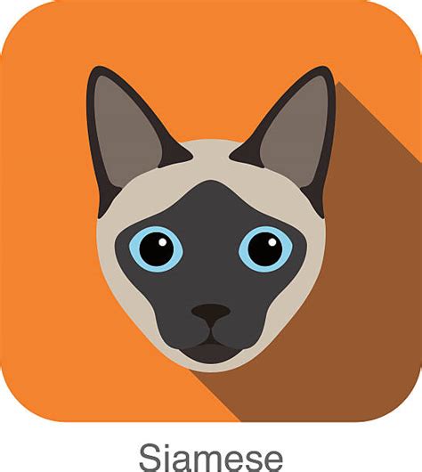 Siamese Cat Illustrations Royalty Free Vector Graphics