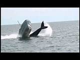 Killer Whale Motor Boat Pictures