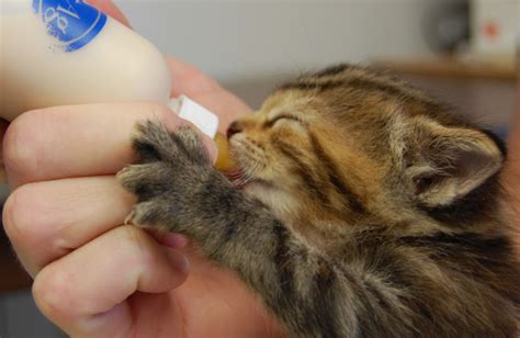 Iam Kitty I Need Warm Hugs How To Take Care Of Kittens Newborn