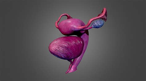 Human Uterus Buy Royalty Free D Model By Marlyn Marlynbar