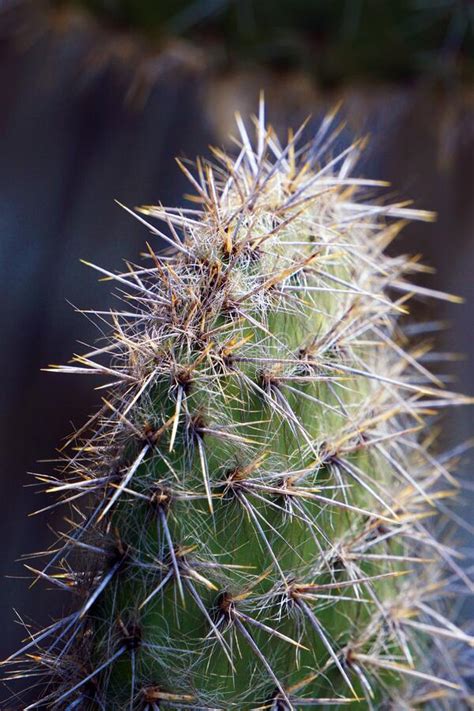 Macro Of Thorns Of Cactus Plant Perfect For Wallpapers Vertical Shot