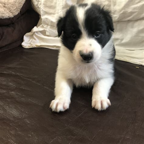Border collies are a high energy dog breed that need plenty of exercise. Border Collie Puppies For Sale | Egg Harbor Township, NJ ...