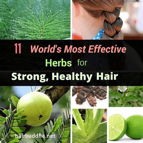 11 Miracle Herbs For Strong Healthy Hair Hair Buddha