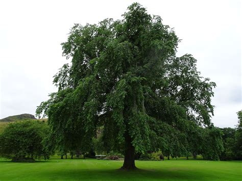 Extinct Trees Found In The Queens Royal Garden Arent So Extinct