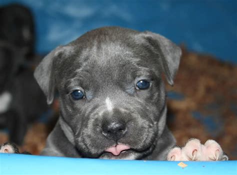 Litter of pitbull puppies for sale. PITBULL PUPPIES For Sale, AMERICAN BULLY PIT BULLS, Blue ...
