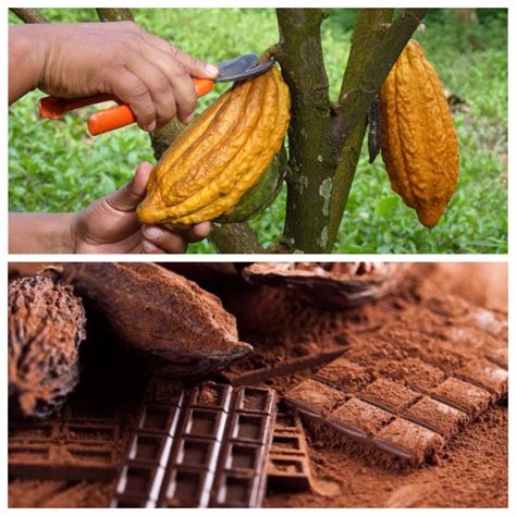 Guayaquil La Tierra Del Cacao Blog Tolosana