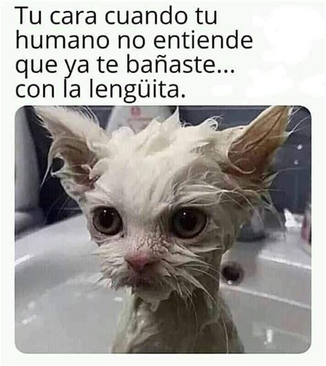 Y además se conmemora el 20 de febrero, fecha que fue establecida por los usuarios de internet después de la. Celebra el día internacional del gato con memes de mininos ...