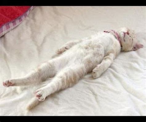 Funny Cats Sleeping In Weird Positions Compilation Life With Cats