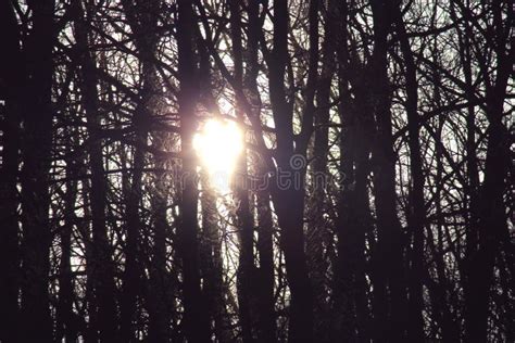 The Sun Shines Through The Trees Stock Photo Image Of Dark Rays
