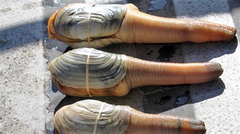 Have You Ever Seen A Geoduck War Shore Trading Co