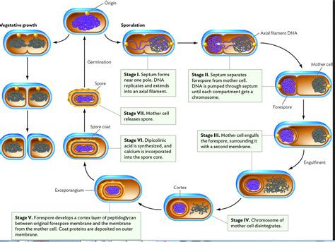 Solved Sporulation The Process Of Producing Endospores Has