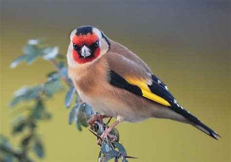 European Goldfinch Goldfinch Sheedypj Flickr