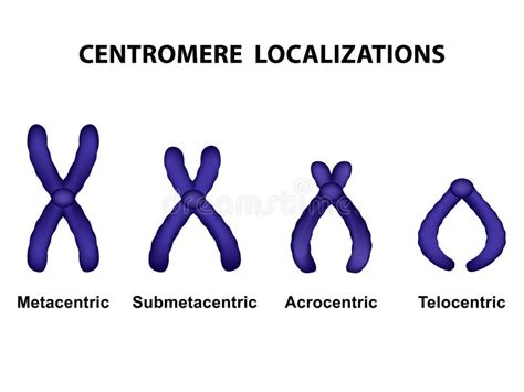 Type De Chromosome Selon La Position Du Centromère Illustration De
