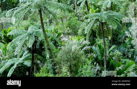 Beautiful Nature Scene Of Lush Green Foliage In The New Zealand Jungle