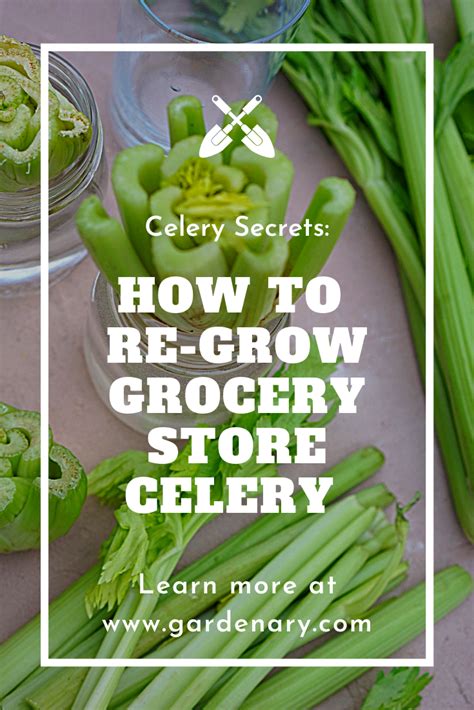 Heres A Super Simple Way To Regrow Celery That You Bought From The