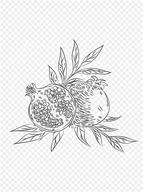 Line Drawing Pomegranate PNG Vector PSD And Clipart With Transparent