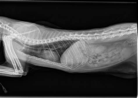But if your cat seems to be suffering it will show you if there are unnecessary fluid in your cat's stomach or lungs. Cat X-ray Pictures