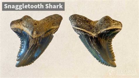 How To Identify Shark Teeth By Captain Cody