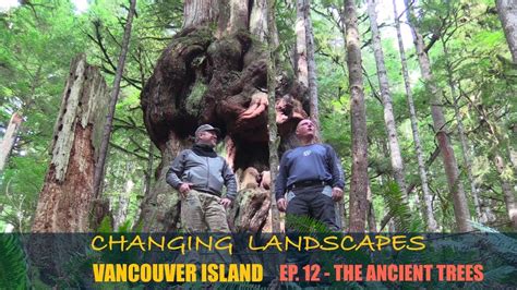Ep 12 The Ancient Trees YouTube