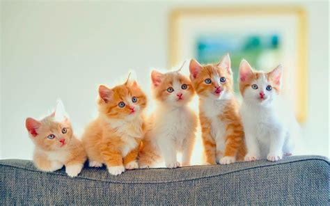 Baby Cats Wallpapers Wallpaper Cave