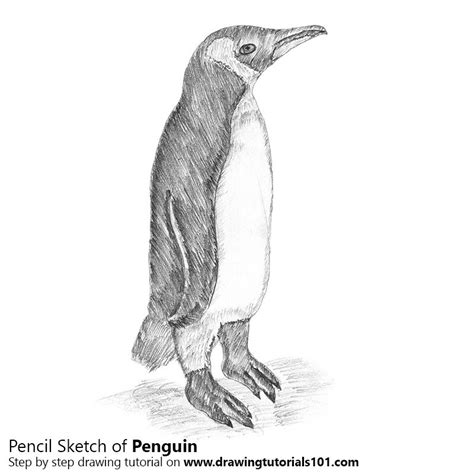 Penguin Sketch Drawings At Explore Collection Of