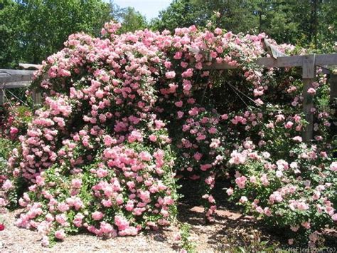 Climbing Pinkie Rose Photos Rose Garden Landscape Beautiful Roses