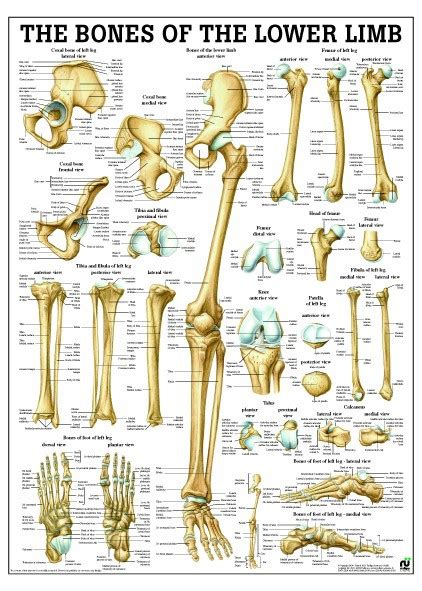 Bones Of Upper Limb Mch67