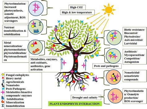Frontiers Fungal Endophytes To Combat Biotic And Abiotic Stresses For