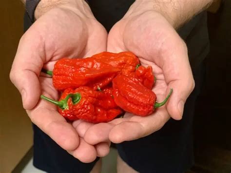 Carolina Reaper Vs Ghost Pepper Whats The Difference The Spicy Trio