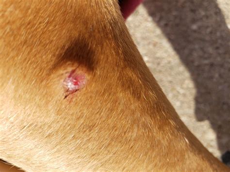 Raised Bumps On Dogs Back