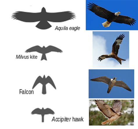 Birds Whats Are The Differences Between Hawks Falcons Eagles